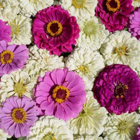 Blueberry Cheesecake, Zinnia Seeds